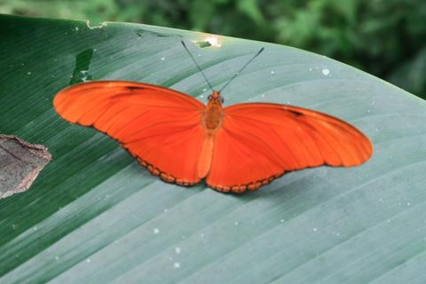 Butterfly Farm Tour